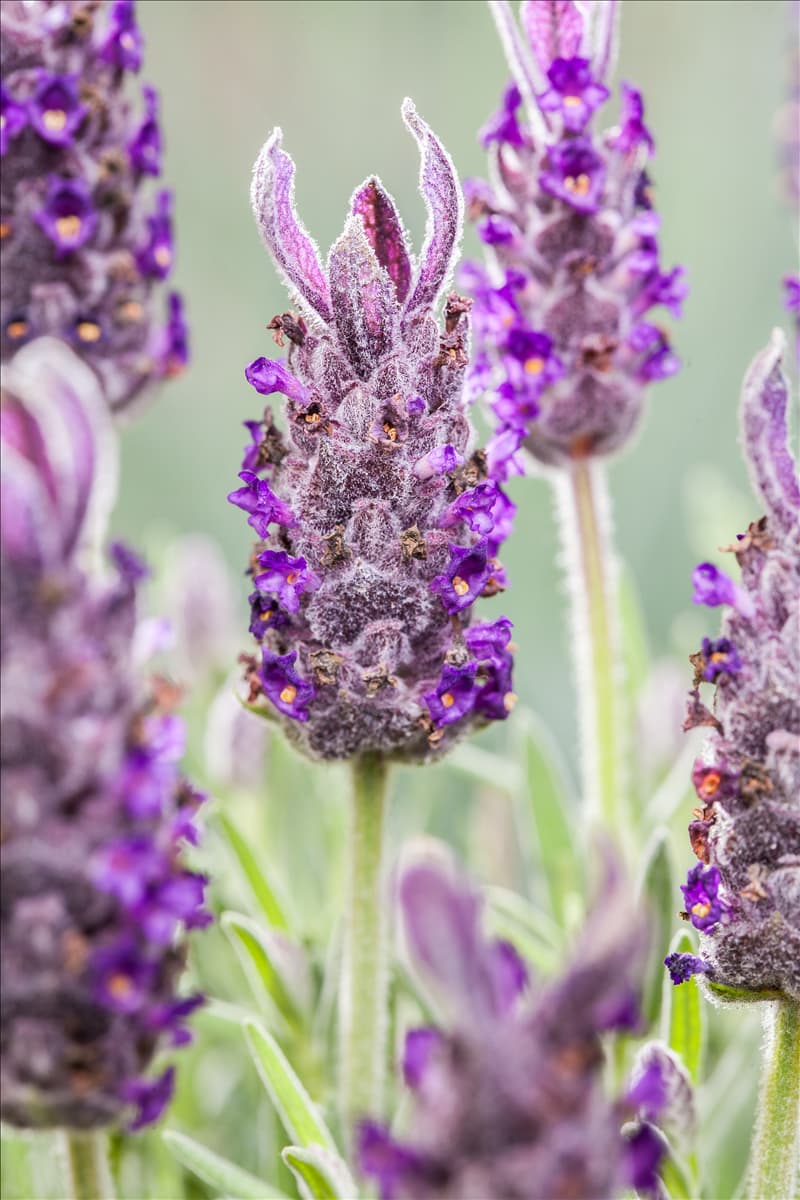 Lavandula stoechas 'Anouk'