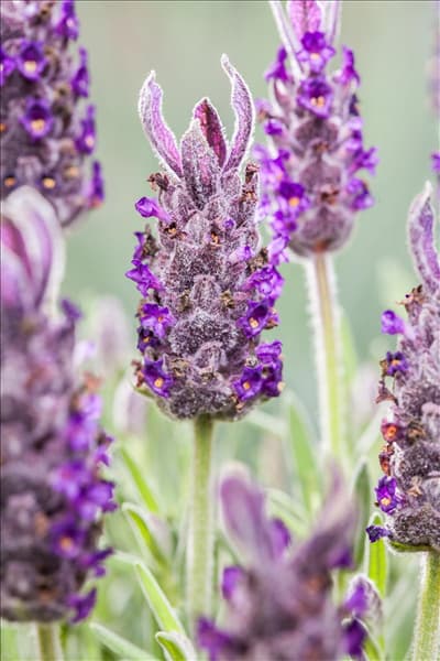 Lavandula stoechas 'Anouk'