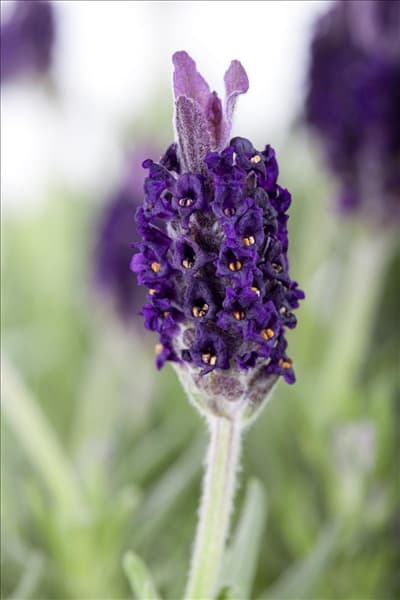 Lavandula stoechas 'Anouk'