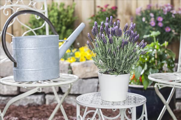 Lavandula stoechas 'Anouk'