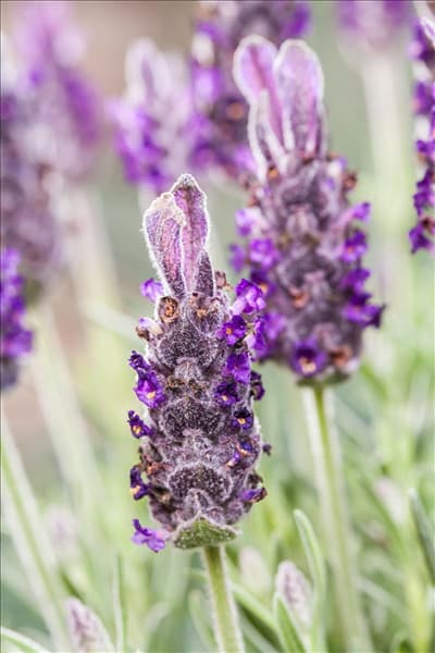 Lavandula stoechas 'Anouk'