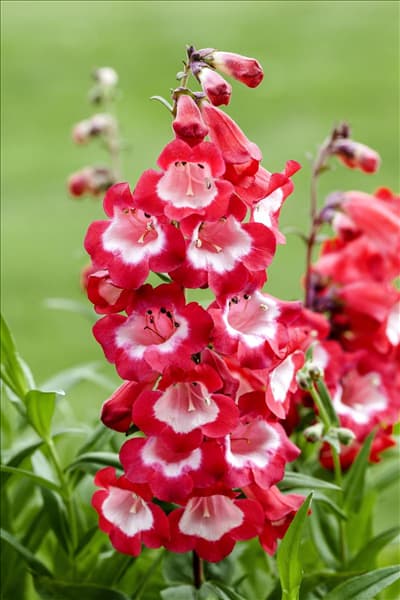Penstemon barbatus 'Picotee Red'