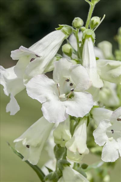Penstemon barbatus
