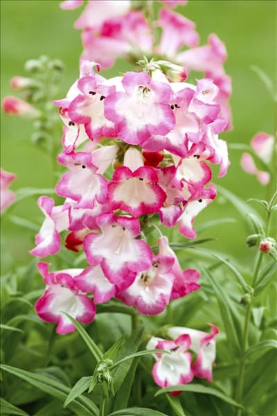 Penstemon barbatus 'Picotee Red'