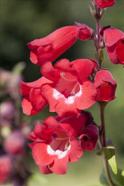 Penstemon barbatus 'Scharlachkönigin'