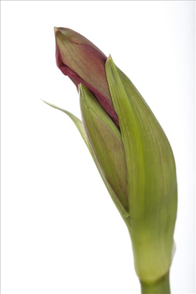 Hippeastrum 'Kolibri'