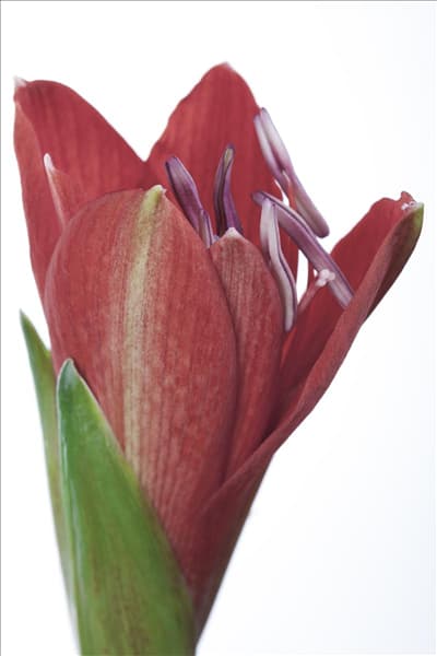Hippeastrum 'Kolibri'
