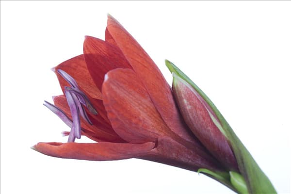 Hippeastrum 'Kolibri'