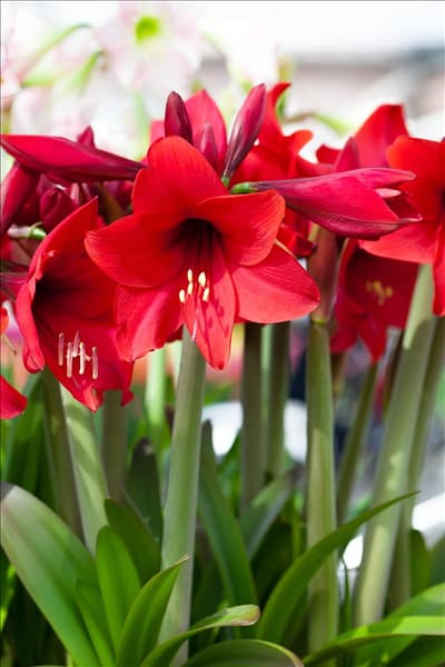 Hippeastrum 'Sonatini'
