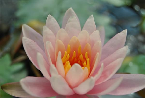 Nymphaea 'Fabiola'