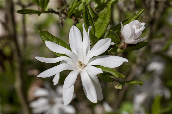 Magnolia stellata