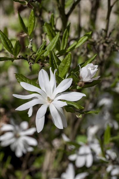 Magnolia stellata