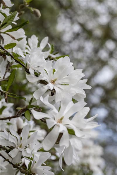 Magnolia stellata