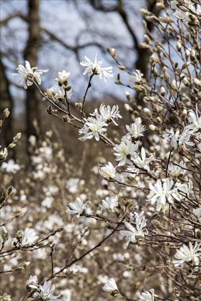 Magnolia stellata