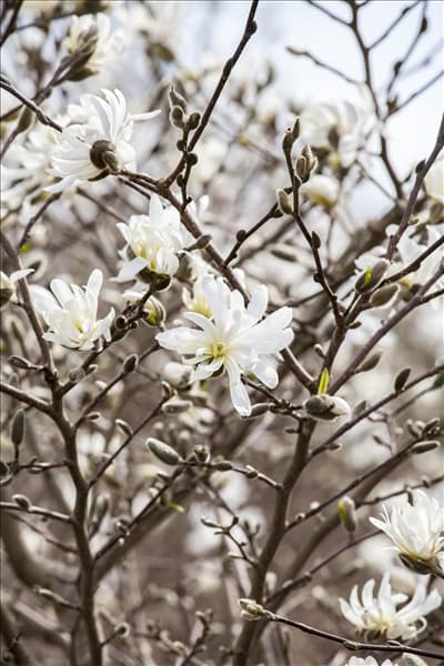 Magnolia stellata