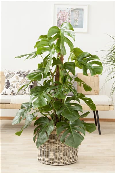 Monstera deliciosa