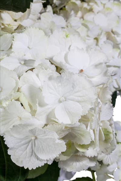 Hydrangea macrophylla, weiß