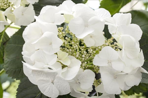 Hydrangea macrophylla