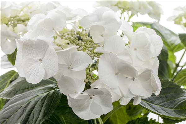 Hydrangea macrophylla