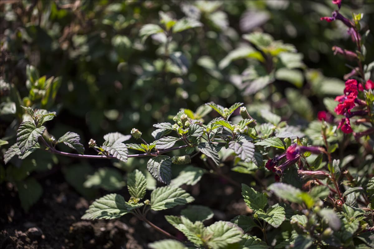 Lippia dulcis