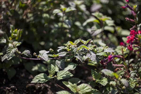 Lippia dulcis