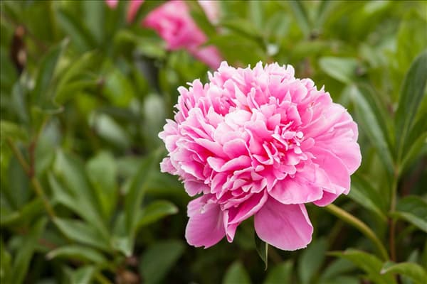 Paeonia lactiflora, rosa