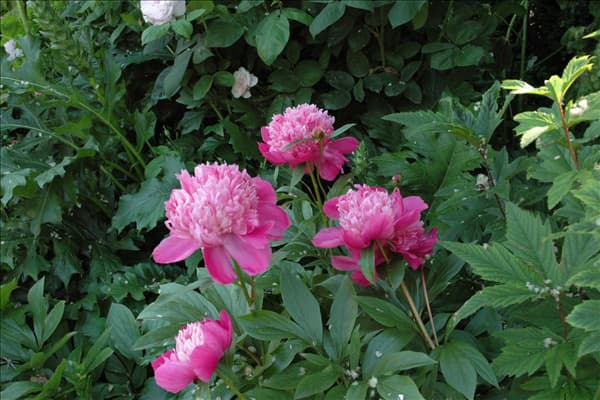 Paeonia lactiflora, rosa