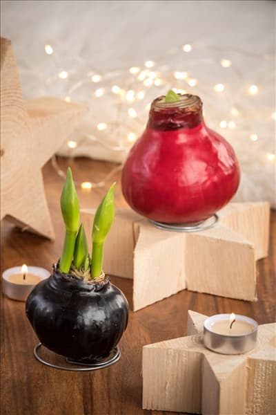 Hippeastrum Waxz®