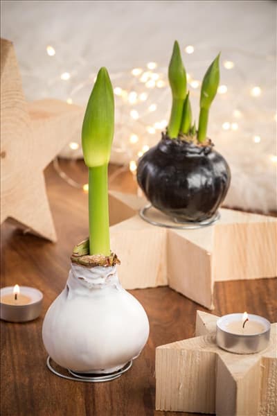 Hippeastrum Waxz®
