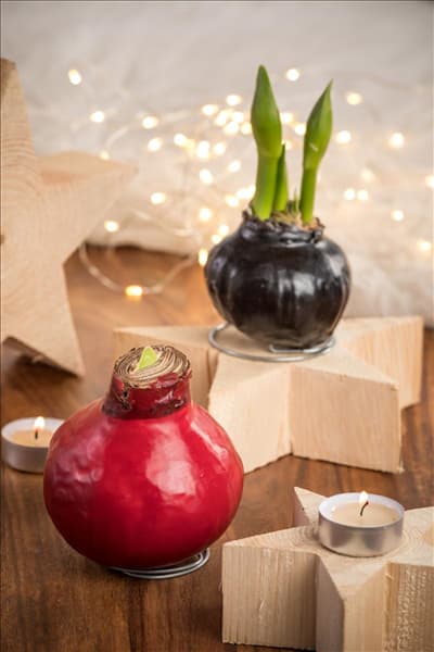 Hippeastrum Waxz®