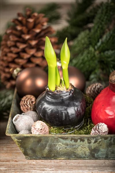 Hippeastrum Waxz®