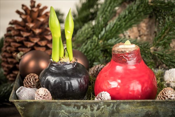 Hippeastrum Waxz®