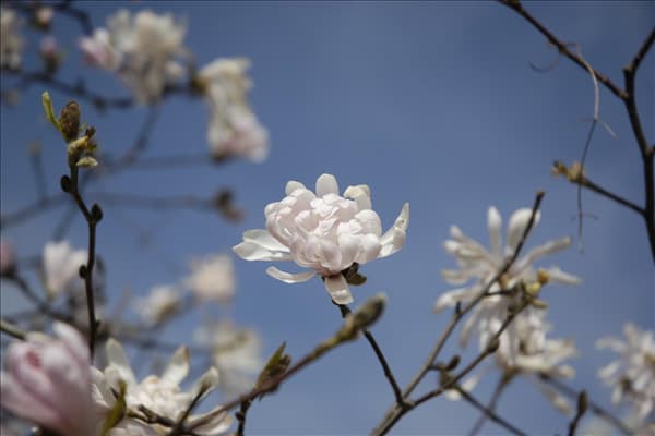 Magnolia stellata 'Dawn'