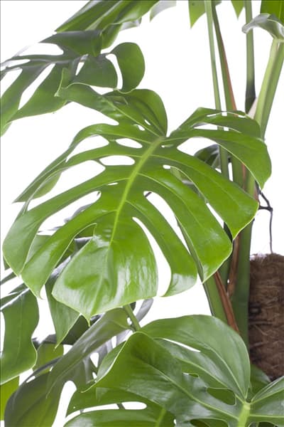 Monstera pertusum
