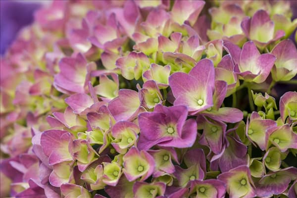 Hydrangea 'Magical'® Four Seasons