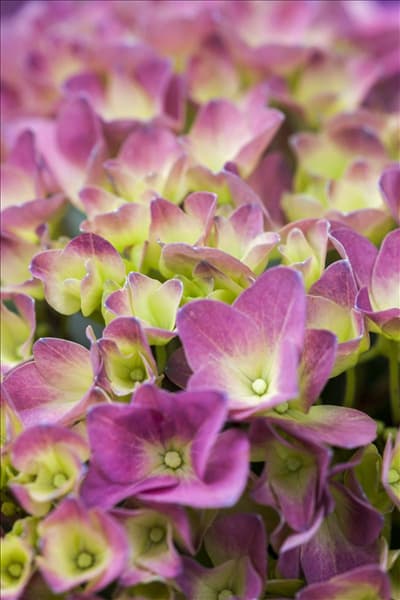 Hydrangea 'Magical'® Four Seasons