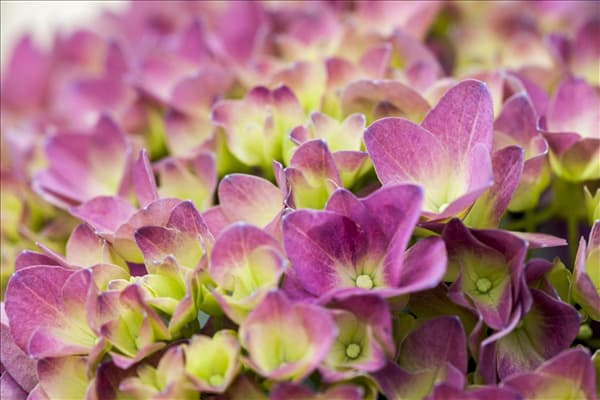 Hydrangea 'Magical'® Four Seasons