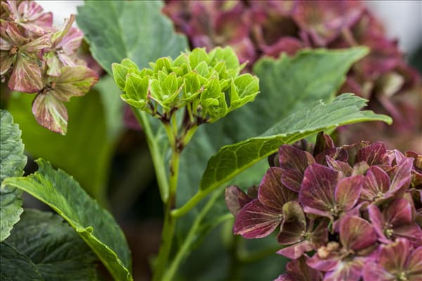 Hydrangea 'Magical'® Four Seasons