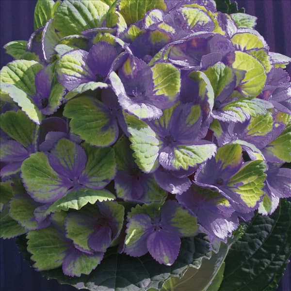 Hydrangea magical Ametyst Blauw-3_HR