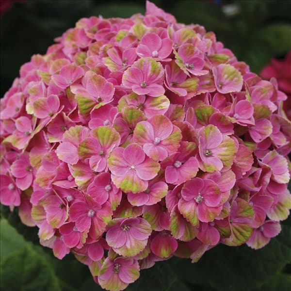 Hydrangea magical Coral Roze-3_HR