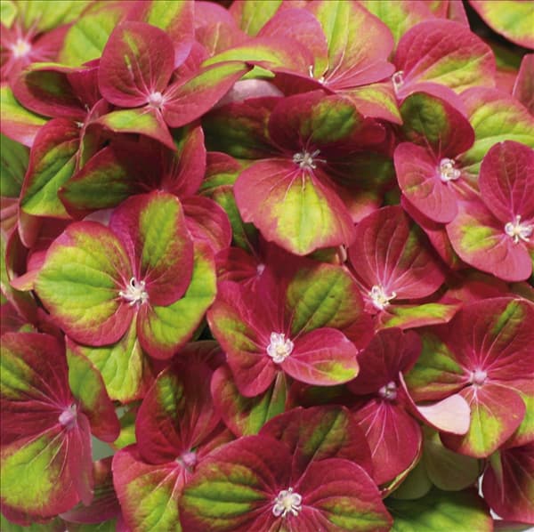 Hydrangea Magical Greenfire