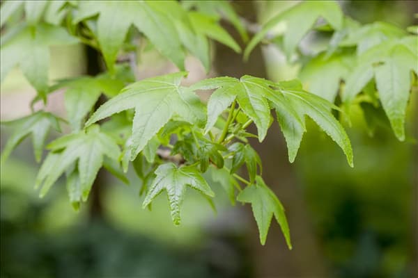Liquidambar styraciflua