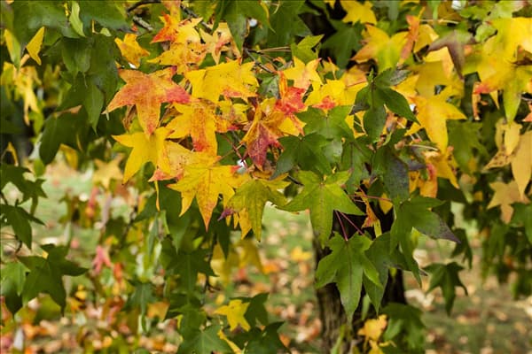 Liquidambar styraciflua