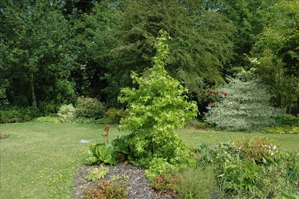 Liquidambar styraciflua
