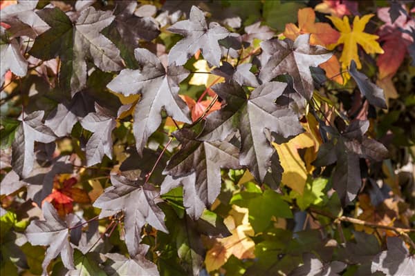 Liquidambar styraciflua