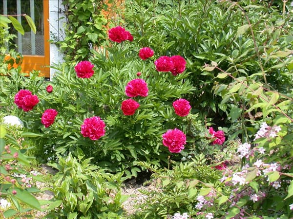Paeonia lactiflora, rot