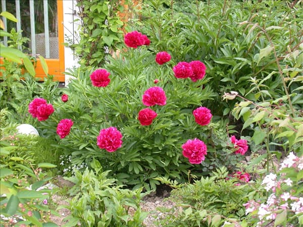 Paeonia lactiflora, rot