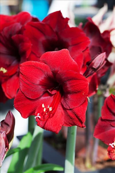 Hippeastrum, rot