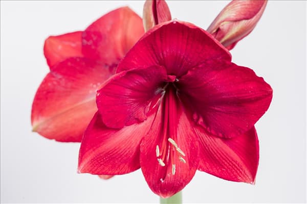 Hippeastrum, rot