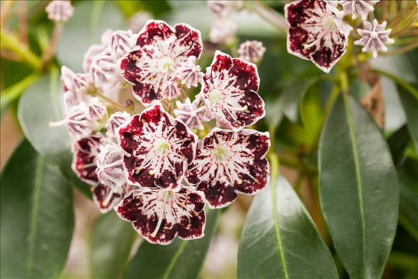 Kalmia latifolia 'Sterntaler'